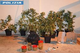 Droga "fatta in casa", un arresto 