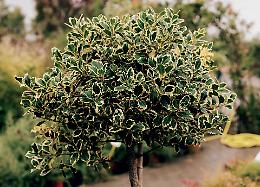 La coltivazione dell’Ilex (agrifoglio): bacche rosse per il tuo giardino!