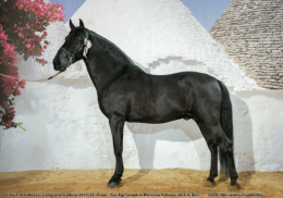 Cavallo Murgese, nuova edizione per mostra e concorso