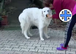 Giornata per i Diritti degli Animali, dati e appelli. I video