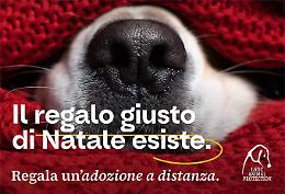 Il dramma di Tommy: abbandonato due volte, ora la Lega per la difesa dei cani chiede giustizia