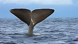 Un capodoglio, gigante del mare, a Taranto: il video