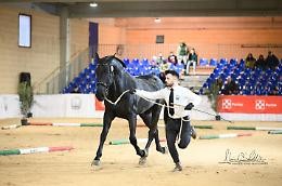 Il trionfo del cavallo murgese 