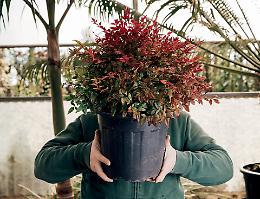 Tutto sulla coltivazione della Nandina Domestica, il Bambù sacro asiatico