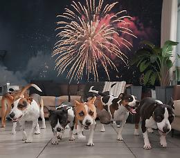 Botti di Capodanno,  «I fuochi d'artificio fateli a letto»