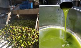 Olio d’oliva: il Patto Etico plaude ai controlli antifrode e rilancia per il 2025