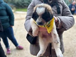 Puglia, amore e abbandono: il paradosso degli animali da compagnia