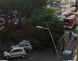 Un grosso albero crolla su auto in sosta: tragedia sfiorata