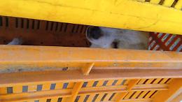Investito e abbandonato, un cane trovato in fin di vita muore dopo una lunga agonia