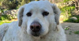 Un San Valentino di amore e speranza: Lndc rilancia l’adozione a distanza per gli animali più fragili