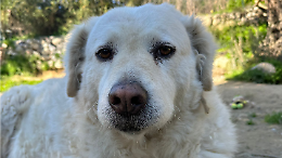 Taranto avr&agrave; presto il Garante per gli animali, ecco i criteri della nomina