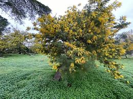 Natura in tilt per il caldo anomalo: fioriture anticipate e rischio gelate