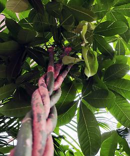 La “Pachira acquatica”: eleganza tropicale per “arredare” la casa