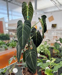 Philodendron da interno: scopri  4 varietà uniche per la tua casa