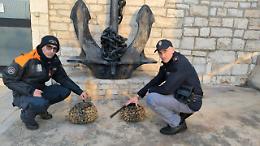 Sequestrati 28 kg di noci di mare e di ostriche imperiali: sanzionati due uomini