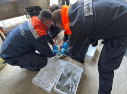 Sequestrato novellame di alici destinato al mercato illegale