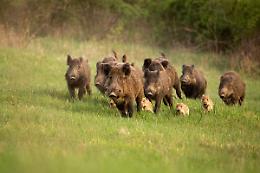 Fauna selvatica, emergenza per l'agricoltura 