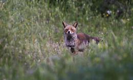 Lama Balice, un patrimonio di biodiversità: il monitoraggio conferma la ricchezza faunistica dell’area protetta. Le foto