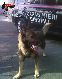 Eros fiuta la droga nell'armadio, arrestata coppia di coniugi