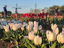 Tulipark, nuovo parco a tema anche nel Tarantino. Le foto 