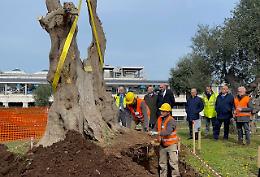 Aeroporto di Bari più verde: reimpiantati 36 alberi monumentali nelle aree dello scalo
