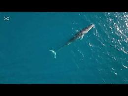 Spettacolare avvistamento di una balenottera nel Golfo di Taranto. Il video