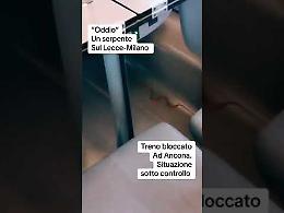 Un serpente in fuga, panico sul Frecciarossa Lecce-Milano. Il video