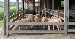 Crisi del latte, l&rsquo;appello degli allevatori pugliesi: &ldquo;Subito misure concrete dall&rsquo;Europa&rdquo;