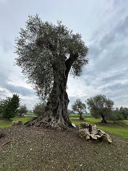 Alberi monumentali, la Puglia custode di 216 giganti verdi