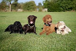 Microchip gratis per i cani dei privati