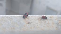 Coccinelle ovunque: esplosione di colori nel quartiere Madonnella. Le foto