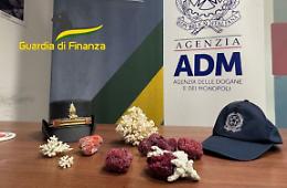Coralli protetti nascosti nei bagagli: sequestri e multe all’aeroporto