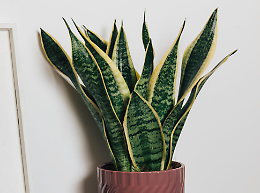 Sanseveria, la pianta indistruttibile che protegge e arreda con eleganza