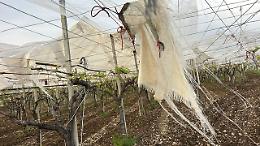 Raffiche di vento, “Colture distrutte e alberi pericolanti, servono interventi strutturali”