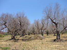 Xylella, “A rischio l’olivicoltura di un intero territorio”