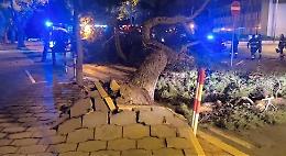 25 Aprile di paura a Barletta: crolla un albero accanto al castello. Poteva finire in tragedia