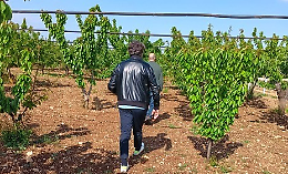 Gelate notturne, agricoltura in ginocchio: danni gravissimi a mandorli e ciliegi in Puglia