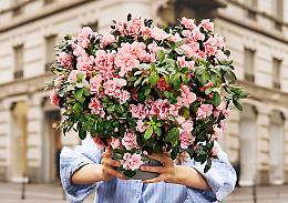 Anche a Taranto "l'Azalea della Ricerca"