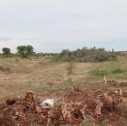 Fotovoltaico tra polemiche e chiarimenti: reimpianto previsto per 2.400 ulivi