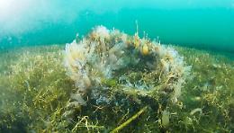 Così si riscopre la biodiversità del Mar Piccolo 