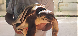 Tartaruga Caretta caretta salvata, aveva ingerito una lenza da pesca. Le foto