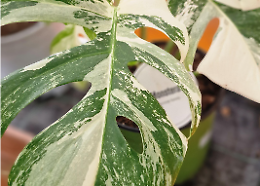 Monstera da collezione: guida completa alle varietà più rare e affascinanti
