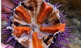Il riccio di mare viola rischia l'estinzione, studio dell’Università del Salento