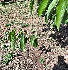 Ciliegeti devastati e agricoltori in allarme: la nuova “invasione” dei cinghiali. Le foto