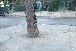 Alberi cementati in piazza, esplode la protesta. Chiesta la testa del vicesindaco. Le foto