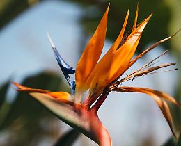 Strelitzia: come coltivarla con successo sul balcone o in giardino