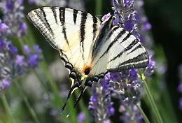 Piante per farfalle: il giardino estivo che attira vita