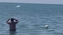 Delfini tra i bagnanti a San Basilio: la natura sorprende ancora. Il video