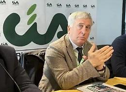 Ulivi sradicati per far posto al fotovoltaico, si infiamma la protesta degli agricoltori