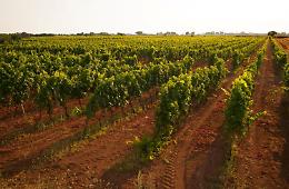 Il Consorzio del Primitivo alza la voce: “No agli impianti eolici nel cuore della terra del nostro vino”